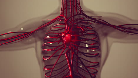 animación médicamente precisa del corazón con venas y arterias