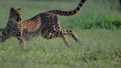 cheetahs running in grassy plains