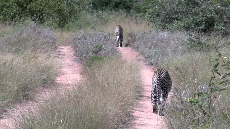 un par de leopardos caminan juntos por un camino de tierra en áfrica
