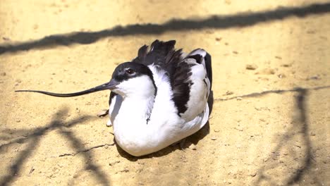 pied avocet with long beak basking on ground in sunlight