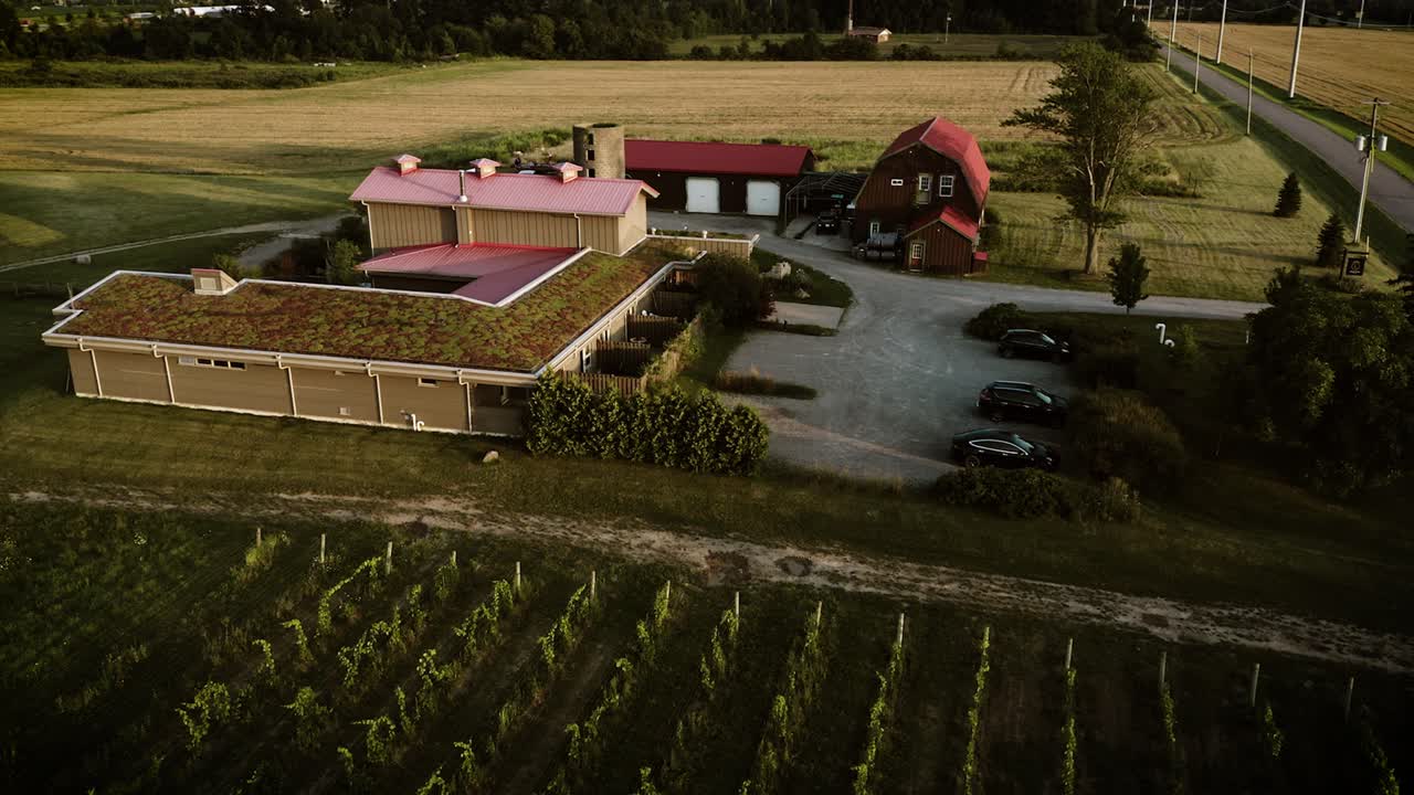 Video aereo di un vigneto al tramonto