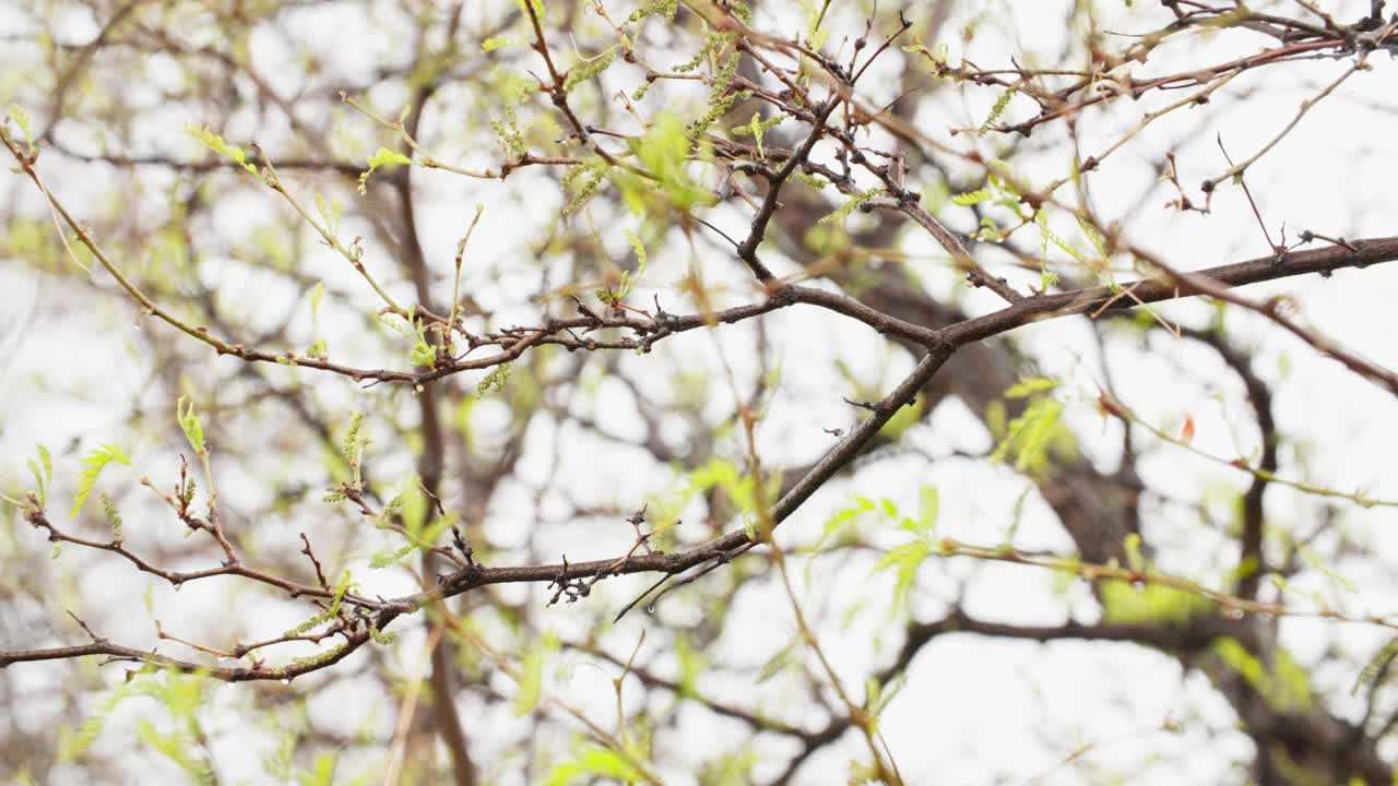 A gentle mountain storm brings fresh moisture to emerging foliage in the quiet forests of Boulder County.