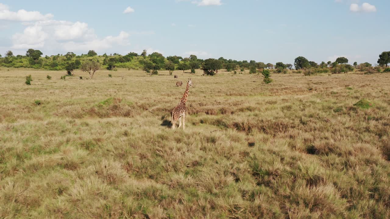 fotografía aérea de drones siguiendo el paseo de las jirafas, los safaris de vida silvestre, los animales y el paisaje de la sabana africana en la hermosa reserva nacional de masai mara, kenia, en la increíble masai mara