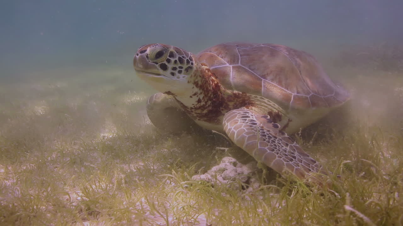 Loggerhead turtle underwater