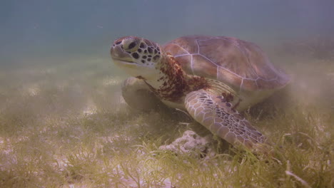 tortuga cabeza de león bajo el agua