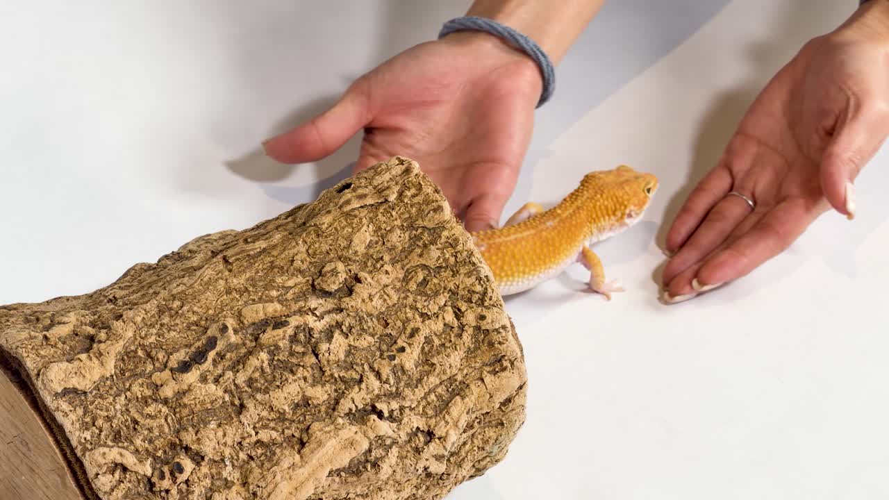 Ein gelber Leopardgecko kriecht über ein Stück Korkrinde in wartende menschliche Hände
