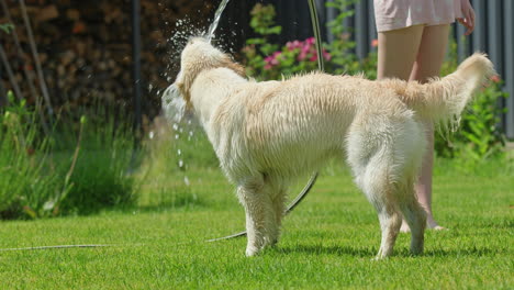 golden retriever dog playing in the garden with water hose