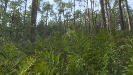 green ferns in gentle breeze with slow camera rise revealing english autumn woodland and focus pull from front to back