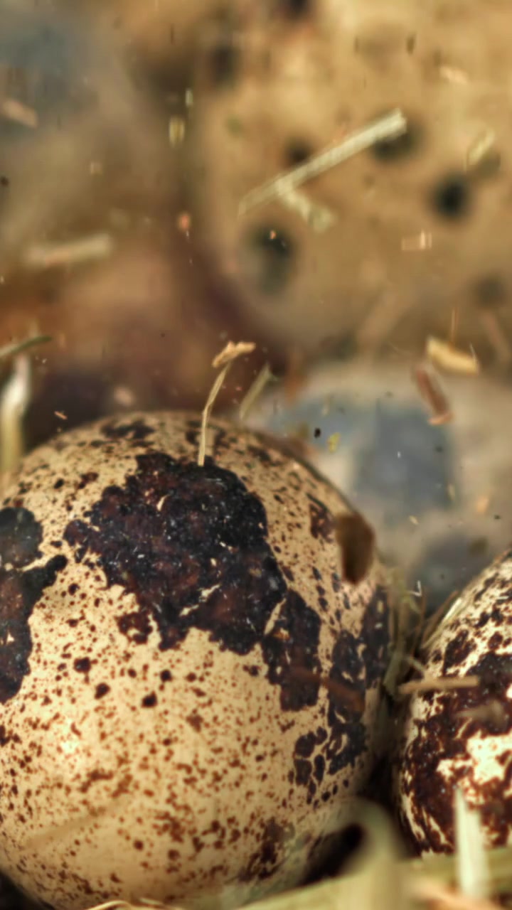 Close-up of Speckled Quail Eggs with Debris Falling in Slow Motion