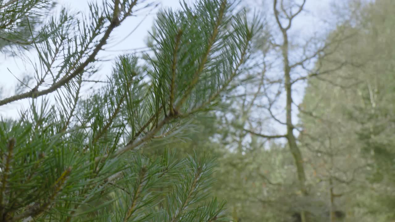 녹색 잎이 바람에 흔들리는 숲의 아름다운 장면