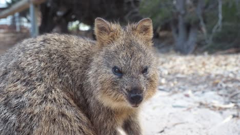 quokka parece gruñón y enojado