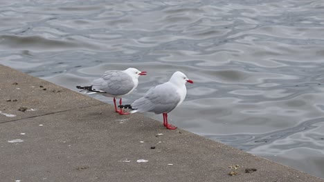 two seagulls stand together on lakeside edge near gently rippling water