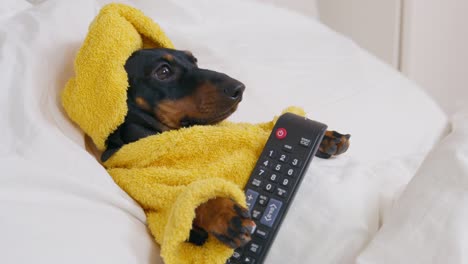 black dachshund in terry robe and with towel wrapped around head lies on bed and watches tv holding remote control closeup