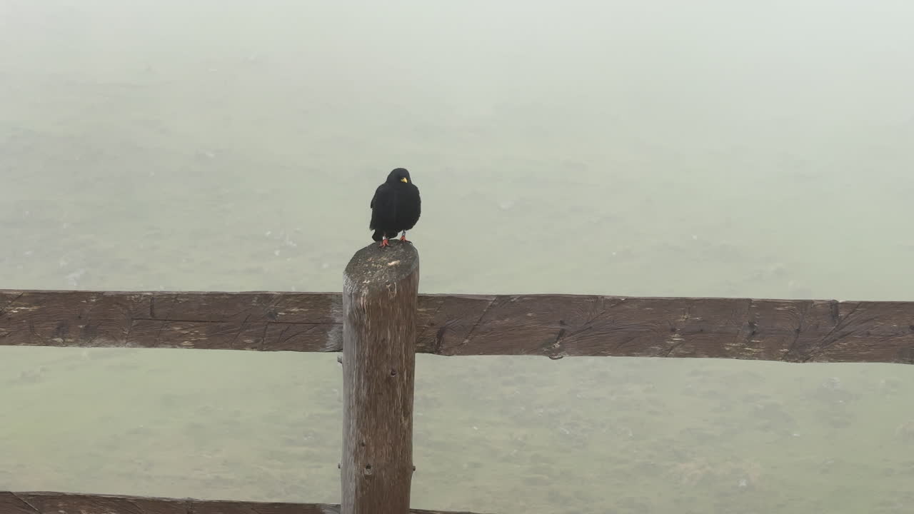 Solitary black bird with a yellow beak perching on a wooden fence post on a foggy day in Slovenia