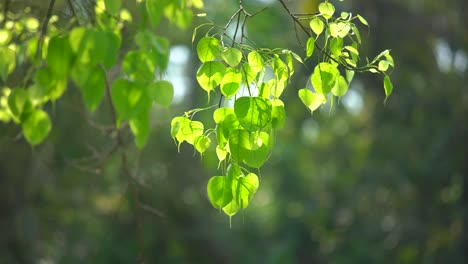 Zu-Beginn-Des-Frühlings-Hat-Der-Peepal-Baum-Blätter-Gekeimt