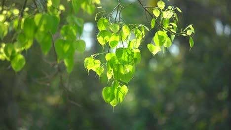 al comienzo de la primavera, el árbol de peepal ha brotado hojas