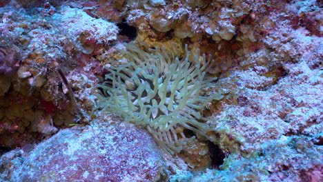 Eine-Seeanemone,-Die-Langsam-Mit-Ihren-Tentakeln-Wedelt