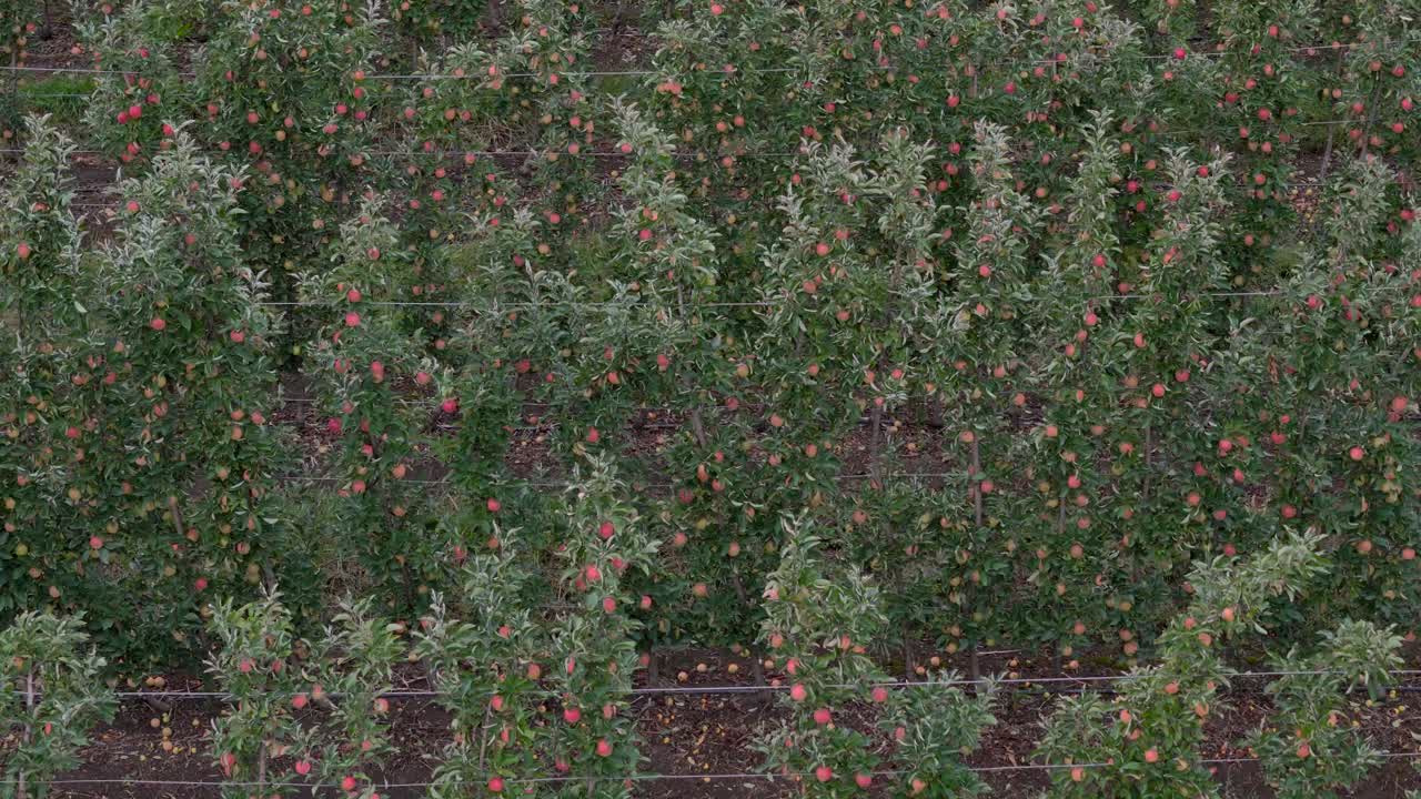 오카나건의 풍부한 사과 나무: 브리티시 컬럼비아의 과수원 줄의 공중 전망