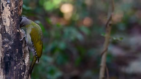el pájaro carpintero de cabeza gris también se llama pájaro carpintero de cara gris se encuentra en muchos parques nacionales en tailandia y es muy particular en la elección de su hábitat para que prospere