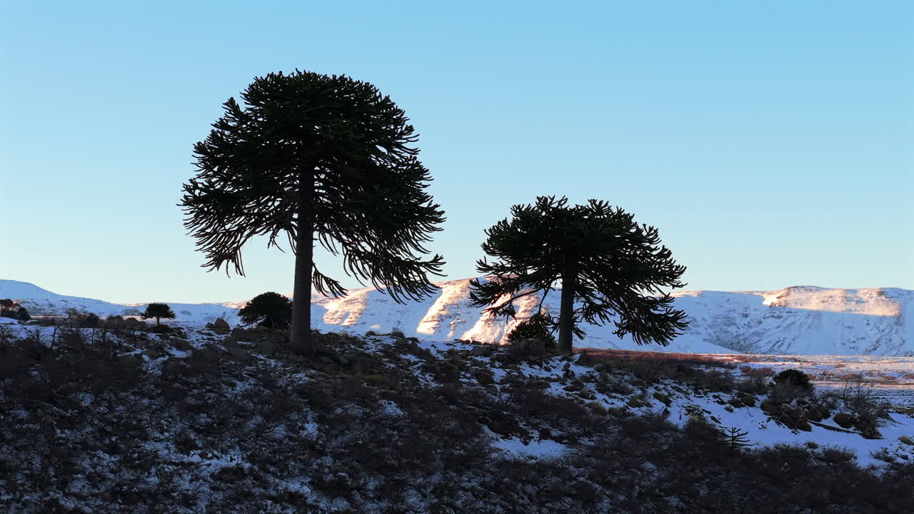 Low drone orbiting two trees in silhouette with snowy mountains lit by sunrise in Caviahue, Argentina