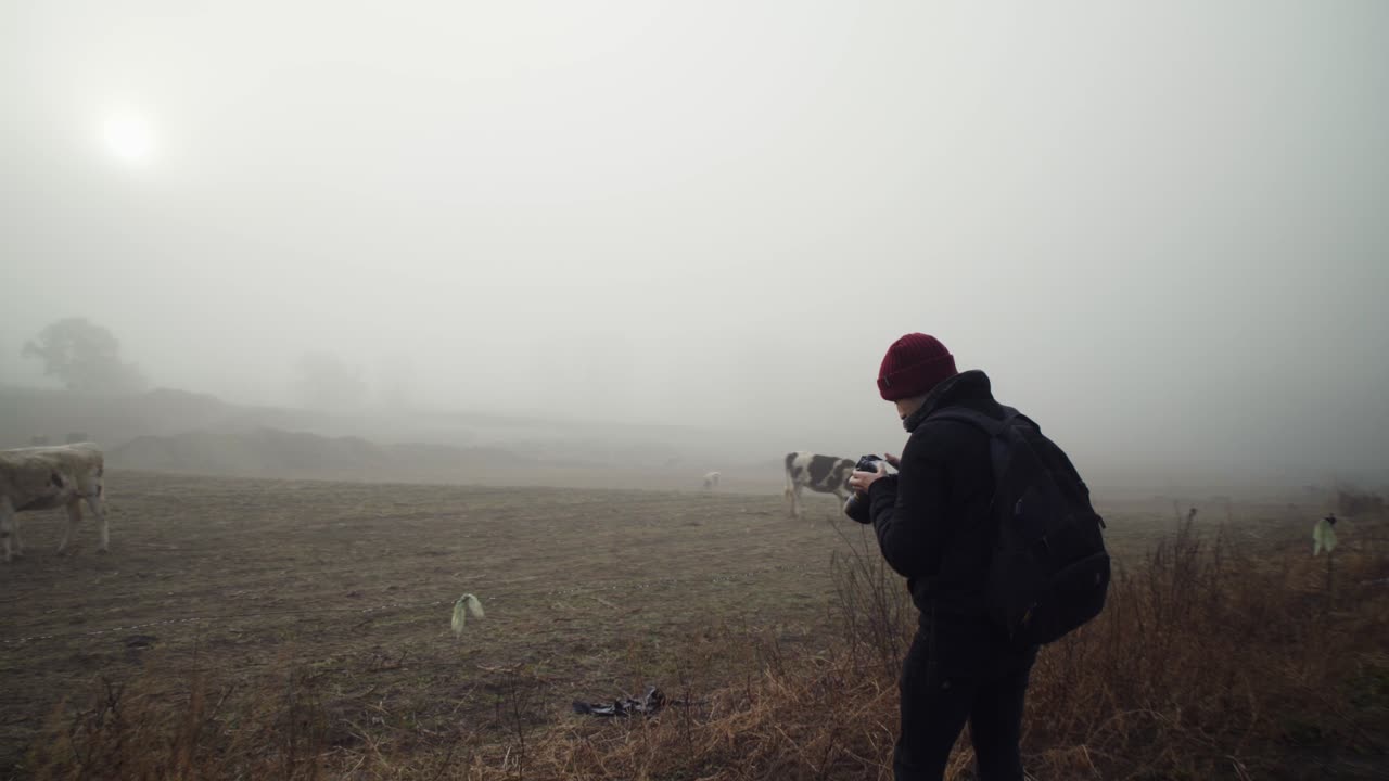 Scenic view of male photographer kneeling and taking photo of dairy cows grazing in countryside farm on foggy day, low vantage approach