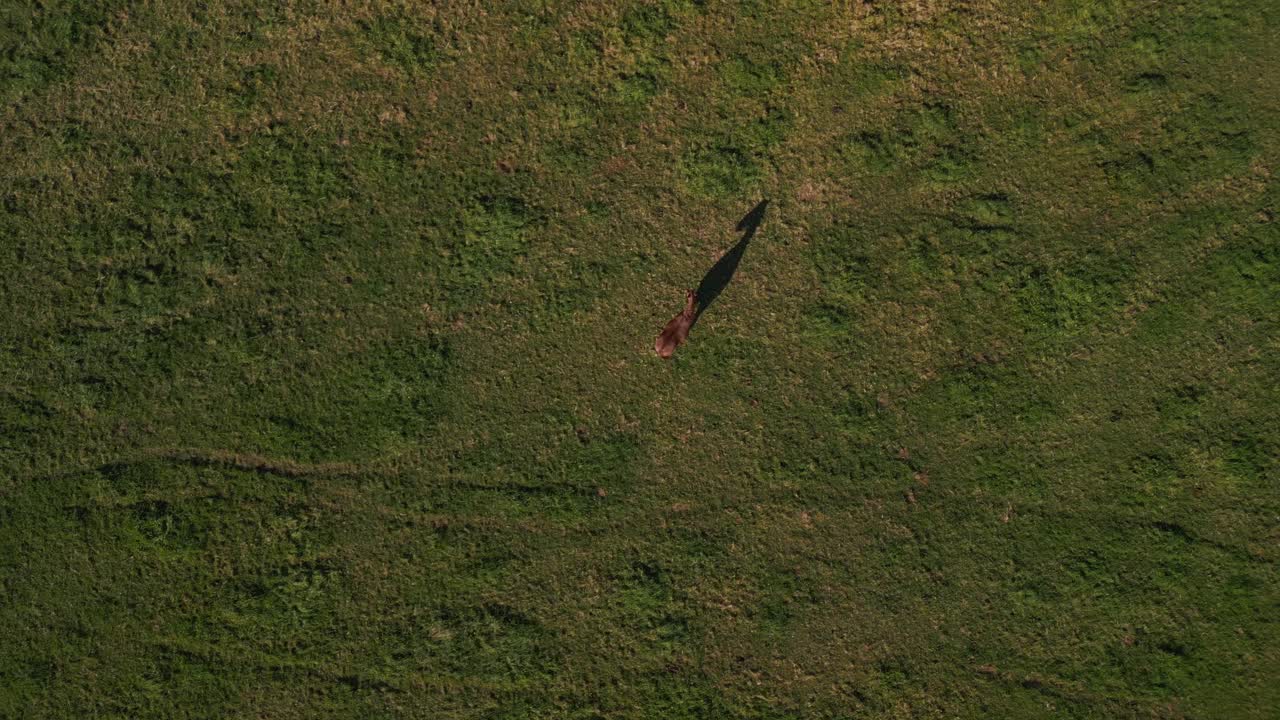 목초지에 그림자가 있는 외로운 갈색 말 2022년 여름 일몰 독일 브란덴부르크 하벨랜드에서 숨막히는 공중 전망 비행 수직 조감도 드론