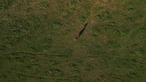 lonely brown horse with shadow on pasture field breathtaking aerial view flight vertical bird's eye view drone
in brandenburg havelland germany at summer sunset 2022