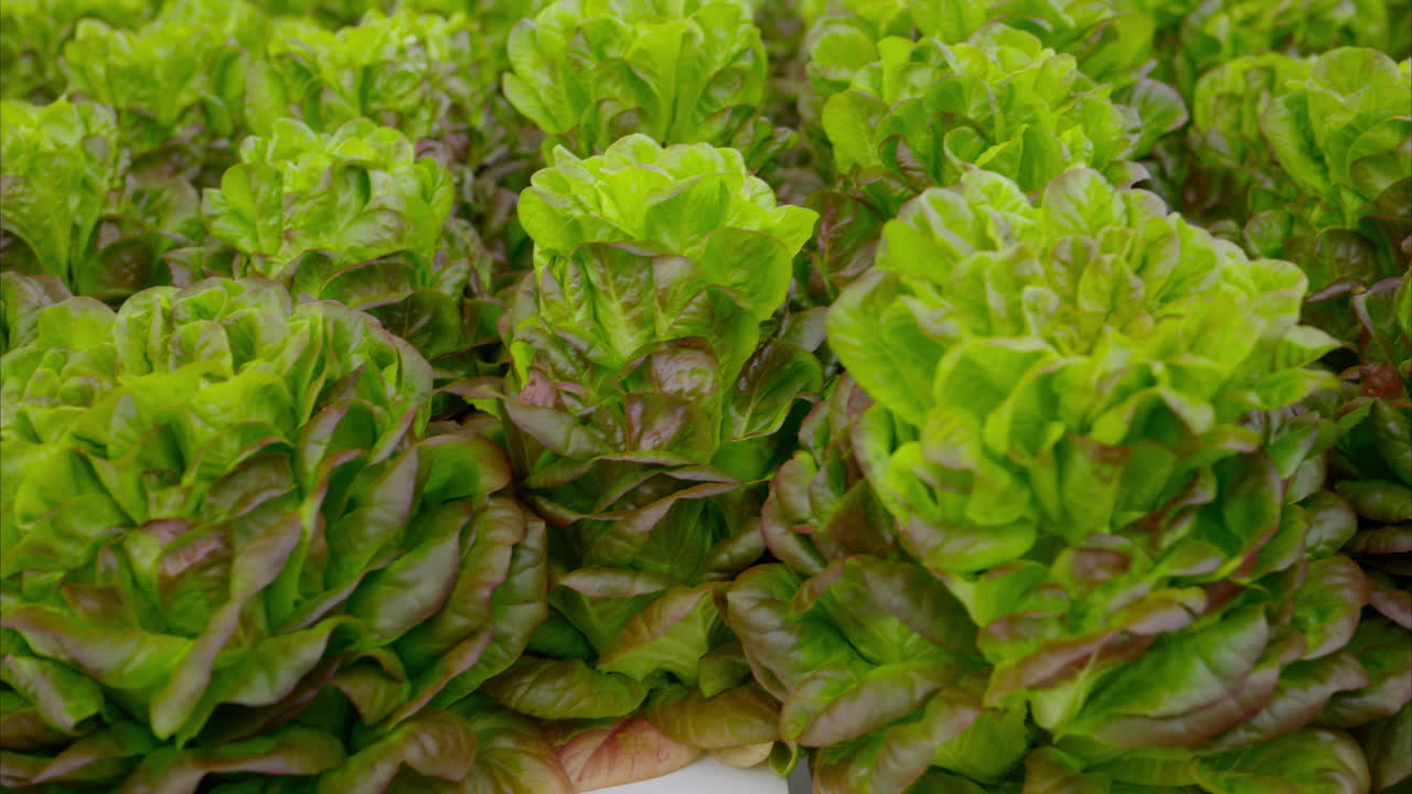 Different types of lettuce grown with the Hydroponic method in a greenhouse