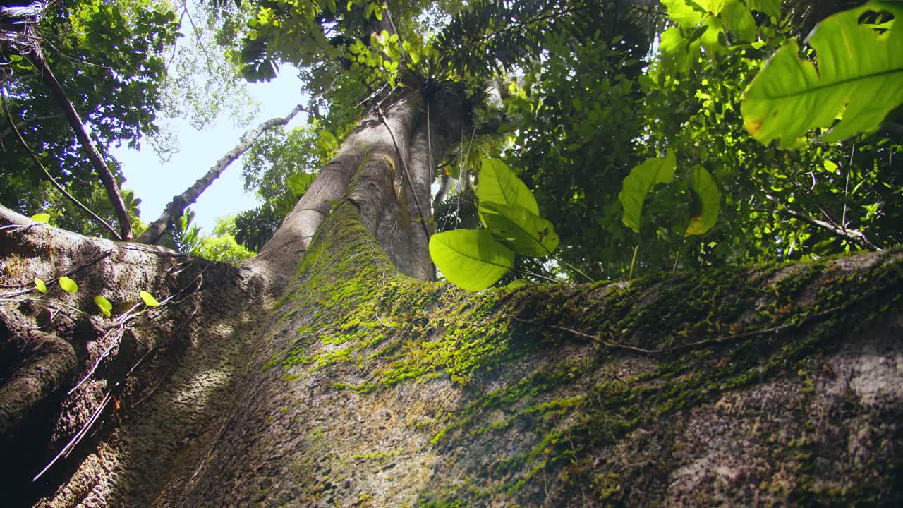 Camera glides past moss-covered support system roots of a towering Amazon tree in Peru’s lush green forest.