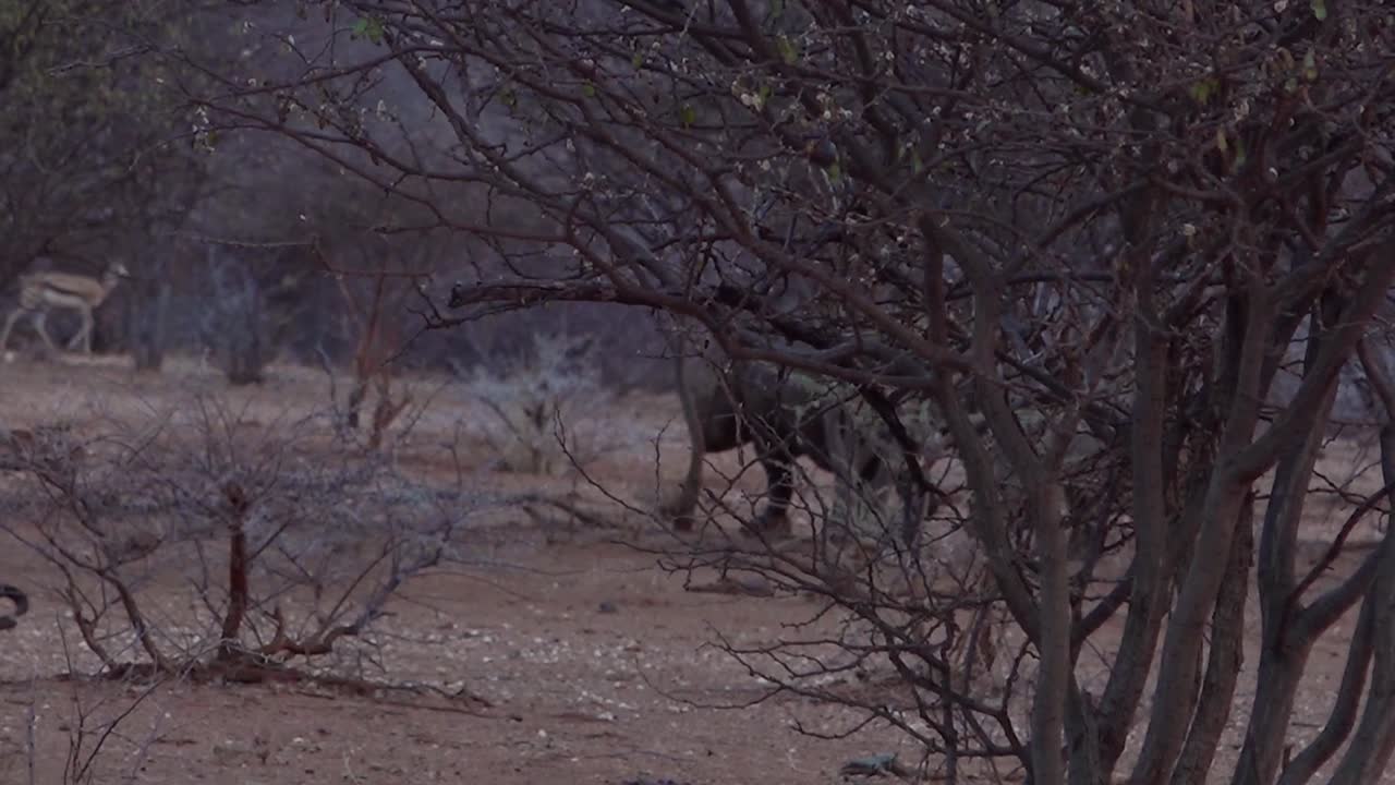 희귀한 검은 코뿔소와 아기가 나미비아의 덤불을 걷고 있습니다.