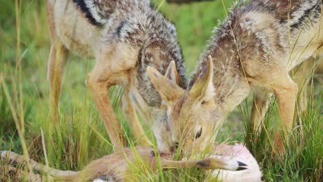 close shot of jackal with a kill, feeding on prey with blood bloody mouth, natural selection in ecosystem of maasai mara national reserve, kenya, africa safari animals