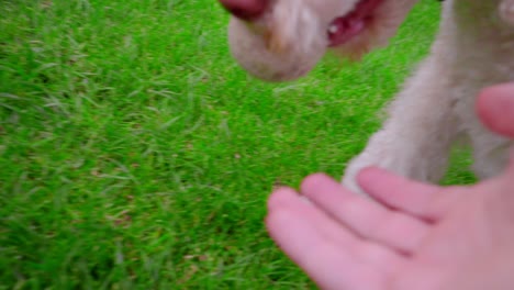 Dog-fetch-toy.-White-labradoodle-keep-ball-in-mouth.-Dog-with-ball