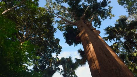 árbol alto en un bosque exuberante