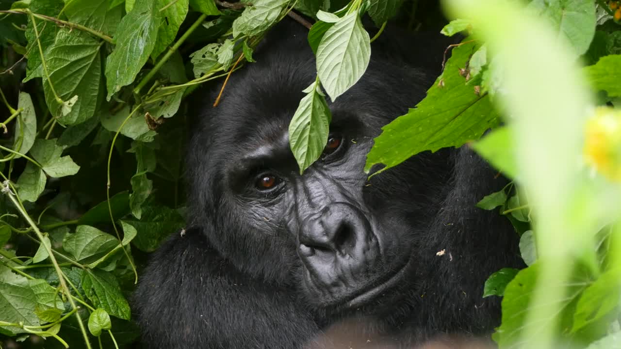 A close-up, 4K gimbal shot of an endangered head silverback mountain gorilla, peaking through thick brush among his natural jungle habitat, Bwindi Impenetrable Forest National Park of Uganda, Africa