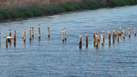 Observación-De-Aves-En-La-Reserva-Natural-Baylands-En-Palo-Alto,-California