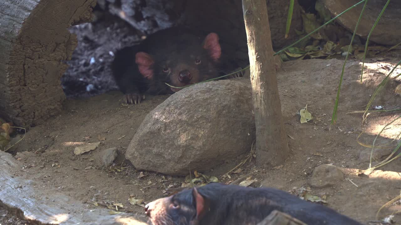 森の地面でうつ伏せになって休んでいる2匹のタスマニアデビル。オーストラリア固有の野生動物種。