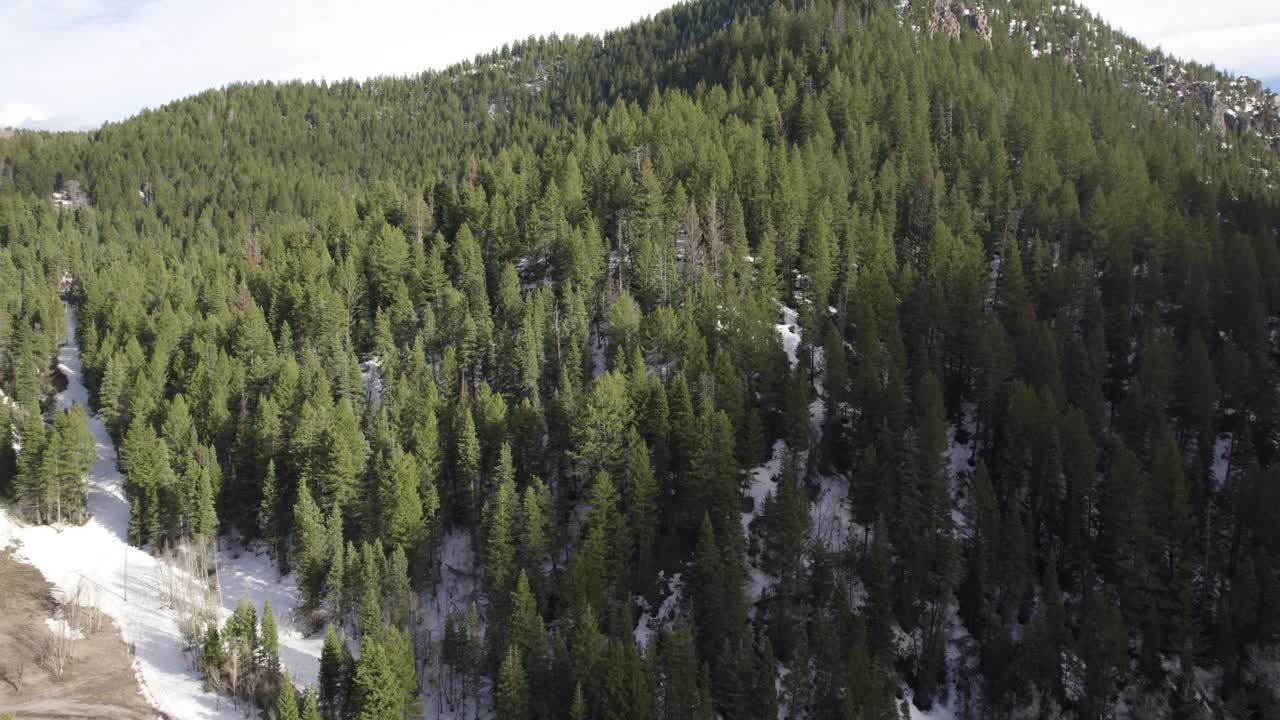 Aerial View of Pine Forest on Mount Timpanogos in American Fork Canyon, Utah