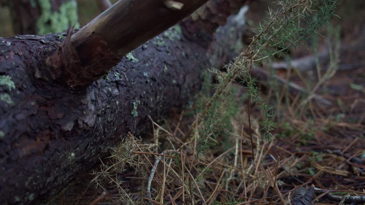 Fallen tree trunk on the forest soil