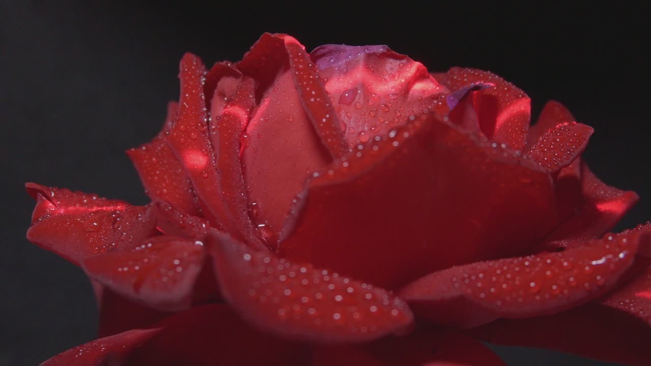 Bright Light Illuminated Wet Red Rose With Water Drops In The Dark. Close-Up Loop Footage