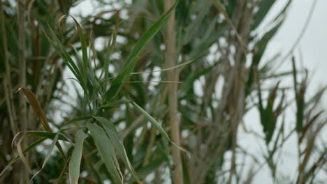 some tired plants in the wind.