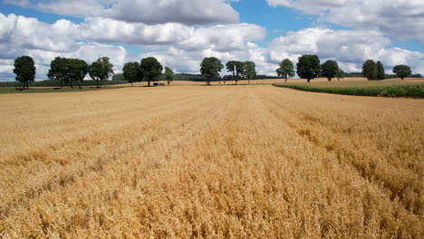 Aerial-Low-Flying-Above-Golden-Wheat-Field