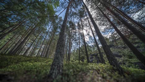 Sun-shines-through-the-branches-of-pine-trees-casting-shadows-on-the-ground