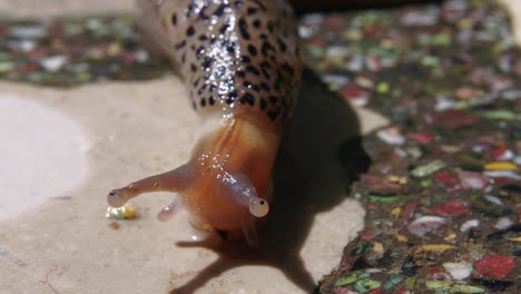 detail front view of head of slimy snail creeping toward food on cement floor