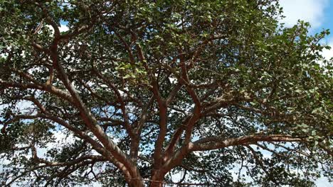 Closeup-Of-African-Copaiba-Balsam-Tree-Branches-And-Leaves