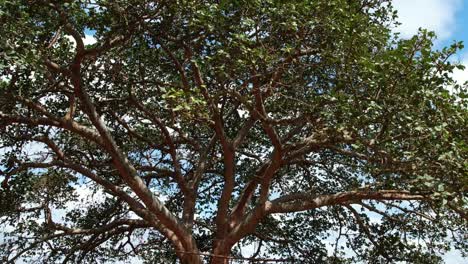 Closeup Of African Copaiba Balsam Tree Branches And Leaves