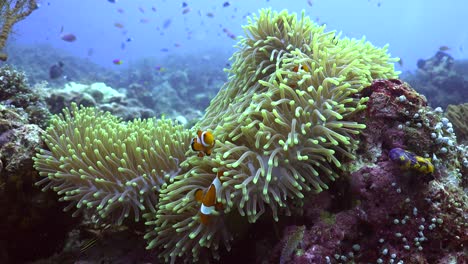 clownfish in big open sea anemone on tropical coral reef