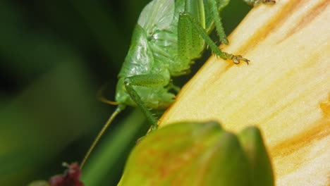 Primer-Plano-Del-Saltamontes-Verde-Común-Alimentándose-De-La-Planta