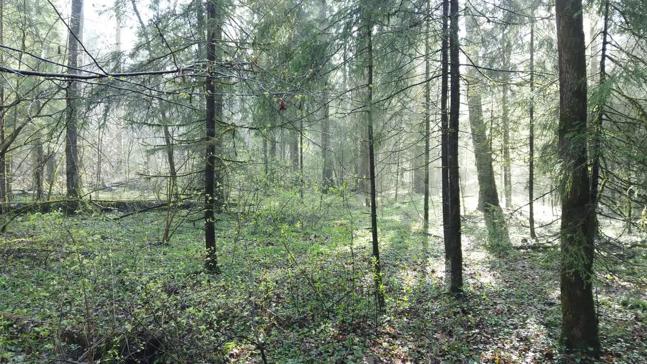 hermoso bosque místico con musgo verde y hermosos rayos de sol con vapor brumoso y lluvia.