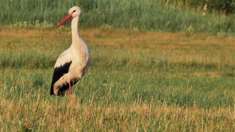 A-solitary-stork-in-the-middle-of-a-meadow