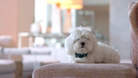 un pequeño y lindo perro terrier blanco sentado en un sofá mirando curiosamente hacia la cámara en una lujosa casa de aspecto rico